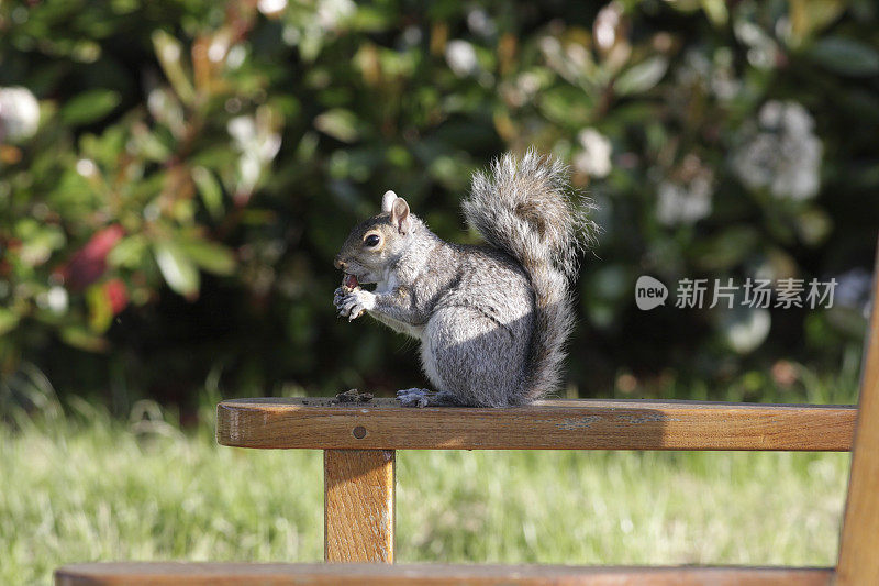 警惕的灰松鼠Sciurus carolinensis坐在公园的长凳上